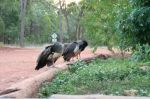 CapeYork0184.jpg