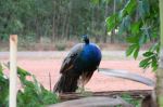 CapeYork0190.jpg
