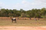 CapeYork0213.jpg
