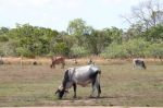 CapeYork0214.jpg