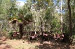 CapeYork0445.jpg