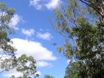 CapeYork0464.jpg