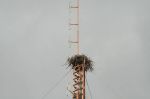 CapeYork0619.jpg