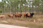 CapeYork0691.jpg