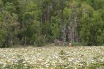 CapeYork0735.jpg