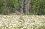CapeYork0736.jpg