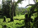Kokoda150.JPG