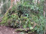Kokoda207.JPG
