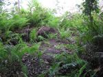 Kokoda369.JPG